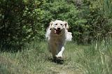 GOLDEN RETRIEVER 1166